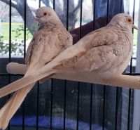 Diamond Dove Birds for sale in Menlo Park, CA, USA. price: $140