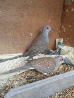 Diamond Dove Birds for sale in Houston, TX, USA. price: NA
