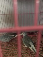 Diamond Dove Birds for sale in Katy, TX, USA. price: NA