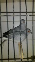 Diamond Dove Birds for sale in San Jose, Costa Mesa, CA 92626, USA. price: NA