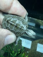 Diamondback Terrapin Reptiles for sale in Ledgewood, Roxbury Township, NJ 07852, USA. price: NA