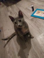 Dilute Calico Cats for sale in Killeen, TX 76541, USA. price: $250