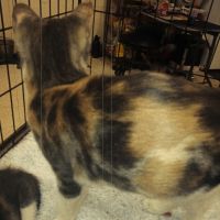 Dilute Calico Cats for sale in Stanton, CA, USA. price: NA