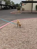 Dingo Puppies for sale in Mesa, AZ, USA. price: NA