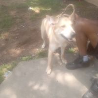 Dingo Puppies for sale in Cincinnati, OH, USA. price: NA