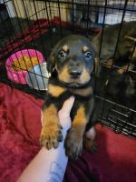 Doberman Pinscher Puppies for sale in Sevierville, TN 37862, USA. price: NA