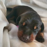 Doberman Pinscher Puppies for sale in Baker, FL 32531, USA. price: NA