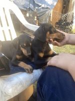 Doberman Pinscher Puppies for sale in CRYSTAL CITY, CA 90220, USA. price: NA