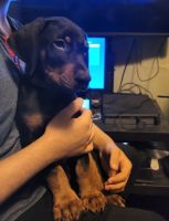 Doberman Pinscher Puppies for sale in Lynn, MA, USA. price: NA
