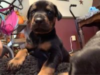 Doberman Pinscher Puppies for sale in Harlan County, KY, USA. price: NA