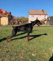 Doberman Pinscher Puppies for sale in Willowbrook, IL 60527, USA. price: NA