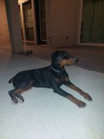 Doberman Pinscher Puppies for sale in Red Oak, TX, USA. price: NA