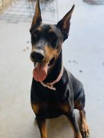 Doberman Pinscher Puppies for sale in 8214 S 70th Dr, Laveen Village, AZ 85339, USA. price: NA