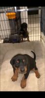 Doberman Pinscher Puppies for sale in El Paso, TX, USA. price: NA