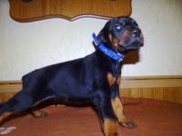 Doberman Pinscher Puppies for sale in St. Louis, MO 63150, USA. price: NA