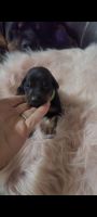 Doberman Pinscher Puppies for sale in Thrall, TX 76578, USA. price: NA