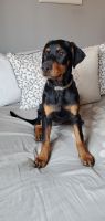 Doberman Pinscher Puppies for sale in Chicago, IL 60629, USA. price: NA