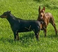 Doberman Pinscher Puppies for sale in MS-35, Mize, MS, USA. price: NA
