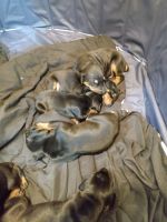 Doberman Pinscher Puppies for sale in Washington, NC, USA. price: NA