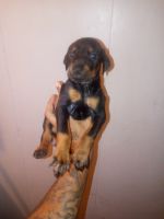 Doberman Pinscher Puppies for sale in Memphis, TN, USA. price: NA