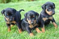 Doberman Pinscher Puppies for sale in Los Angeles, CA, USA. price: NA