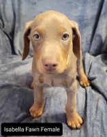 Doberman Pinscher Puppies for sale in Athens, OH 45701, USA. price: NA
