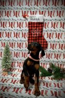 Doberman Pinscher Puppies for sale in Victorville, CA 92395, USA. price: NA