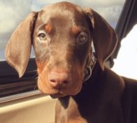 Doberman Pinscher Puppies for sale in Fort Myers, FL, USA. price: NA