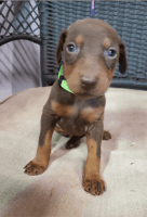 Doberman Pinscher Puppies for sale in Quincy, IL, USA. price: NA