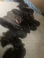 Doberman Pinscher Puppies for sale in Flushing, MI 48433, USA. price: NA