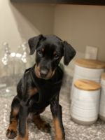 Doberman Pinscher Puppies for sale in Kent, OH, USA. price: NA