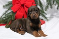 Doberman Pinscher Puppies for sale in 24645 Iceland Path, Lakeville, MN 55044, USA. price: NA
