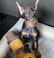 Doberman Pinscher Puppies for sale in New York, NY, USA. price: NA