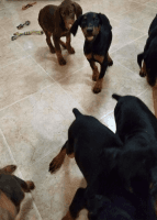 Doberman Pinscher Puppies for sale in Atlanta, GA, USA. price: NA