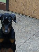 Doberman Pinscher Puppies for sale in Toledo, OH, USA. price: NA