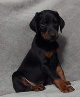 Doberman Pinscher Puppies for sale in Athens, OH 45701, USA. price: NA