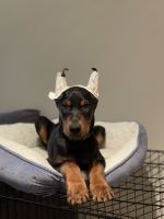 Doberman Pinscher Puppies for sale in 3413 Avenir Pl, Fairfax, VA 22031, USA. price: NA