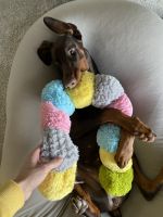 Doberman Pinscher Puppies for sale in Little Silver, NJ, USA. price: NA