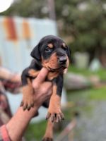 Doberman Pinscher Puppies for sale in Salinas, CA, USA. price: NA