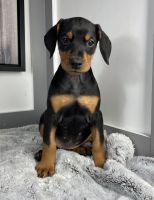 Doberman Pinscher Puppies for sale in Los Angeles, CA 90001, USA. price: NA