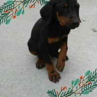 Doberman Pinscher Puppies for sale in Brentwood, AR 72959, USA. price: NA