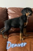 Doberman Pinscher Puppies for sale in Indian Head, MD 20640, USA. price: NA