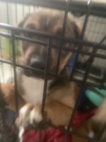 Doberman Pinscher Puppies for sale in Wichita, KS 67210, USA. price: NA
