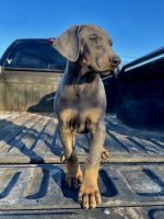 Doberman Pinscher Puppies for sale in Columbia, TN 38401, USA. price: NA