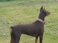 Doberman Pinscher Puppies for sale in Plymouth, OH 44865, USA. price: NA
