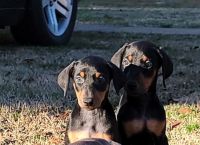 Doberman Pinscher Puppies for sale in Hickory, NC, USA. price: NA