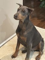 Doberman Pinscher Puppies for sale in Clinton, MD, USA. price: NA