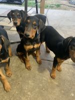 Doberman Pinscher Puppies for sale in Moreno Valley, CA, USA. price: NA