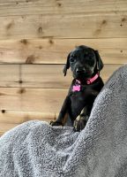 Doberman Pinscher Puppies for sale in Arlington Heights, IL, USA. price: NA