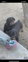Doberman Pinscher Puppies for sale in Los Angeles, CA, USA. price: NA